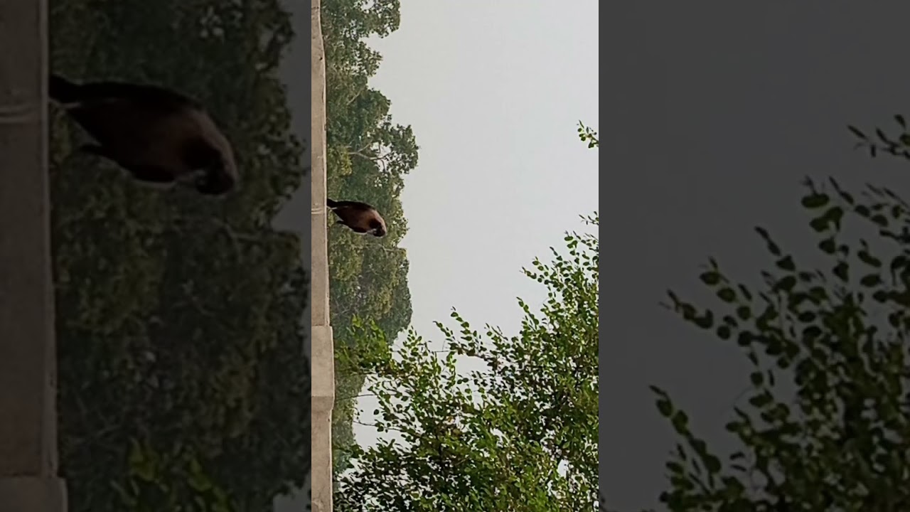 #village-#crow# #environment#