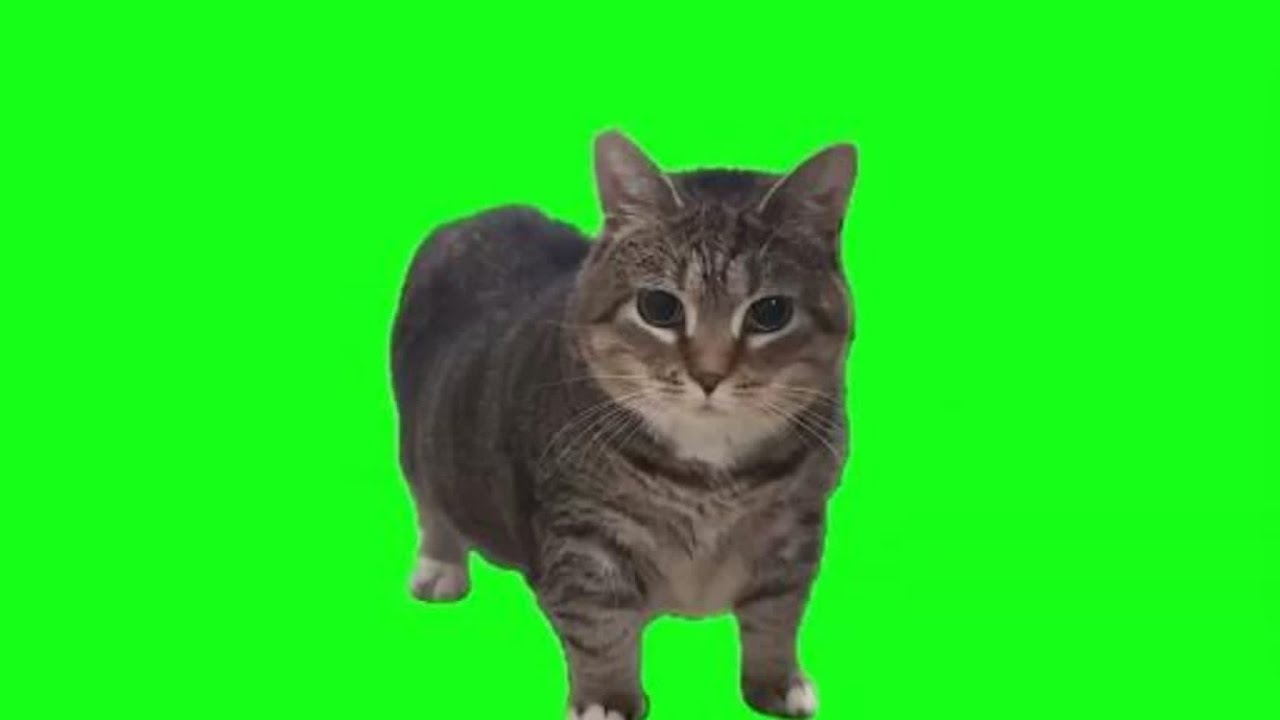 OIIAOIIA kedi / d&ouml;nen kedi