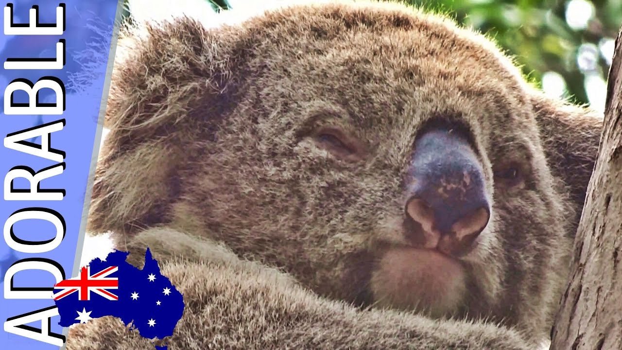 ADORABLE Koalas - Phillip Island Koala Conservation Centre | Australia With Kids Australia Animals