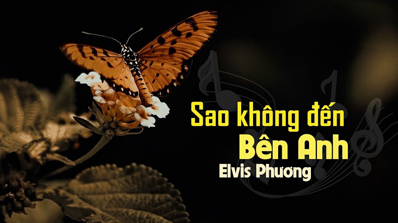 Sao Không Đến Bên Anh - Elvis Phương | Nhạc Ngoại Lời Việt: Phạm Duy