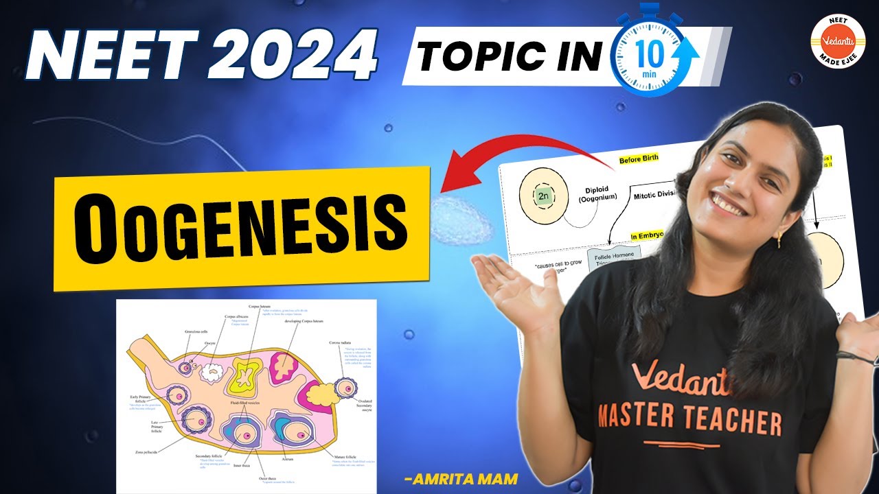 Oogenesis in 10 Minutes |  Human Reproduction | NEET 2024/25 Biology | Class 12 Biology | Amrita Mam