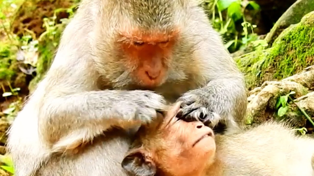 Good mother monkey has grooming and finding lice for her son by love
