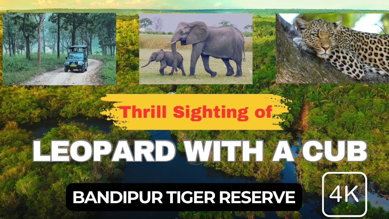 Spotted Leopard with Cub! Thrilling stay inside Vanashree. Best Safari in Bandipur Tiger Reserve