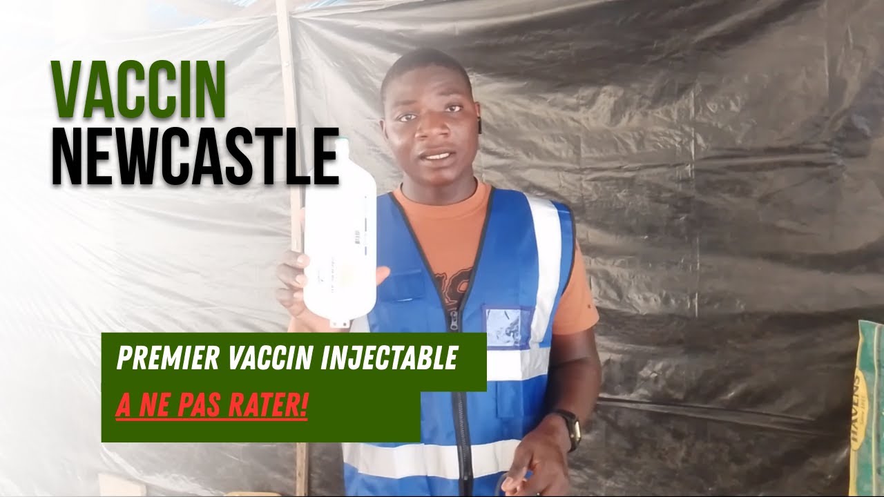 Newcastle tue des volailles chaque année – Ce vaccin peut tout changer !