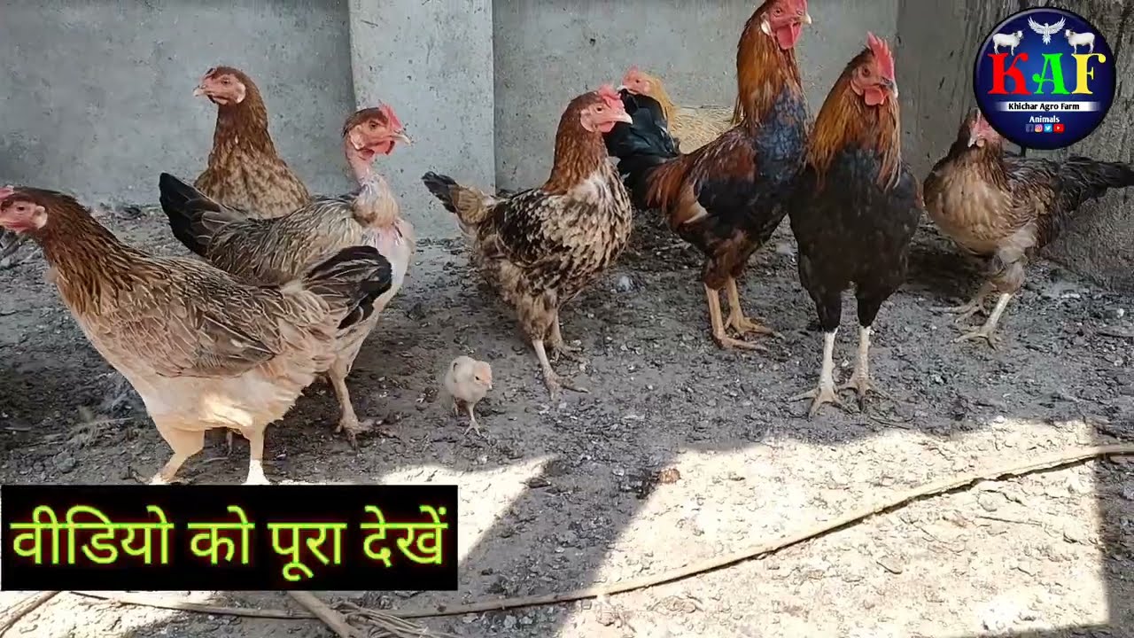 Desi Poultry Farming !! 👍राजस्थान कि  प्रसिद्ध मुर्गी की नस्ल मेवाड़ी 👍सबसे सुंदर रंगदार मुर्गियां