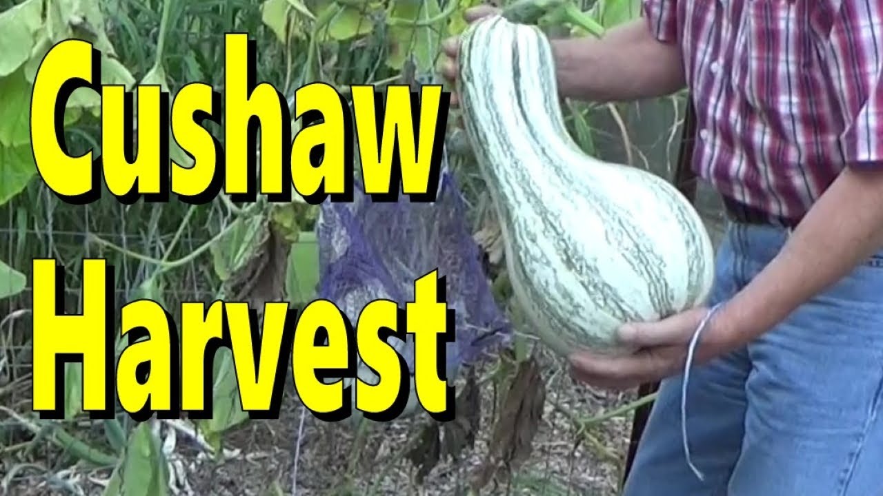 Cushaw Squash, Time To Harvest 8-19-2024