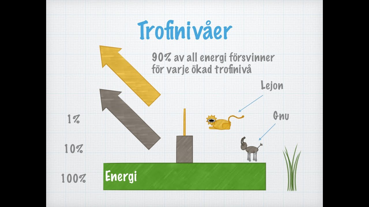 Energiflöde i ett ekosystem (gammal)