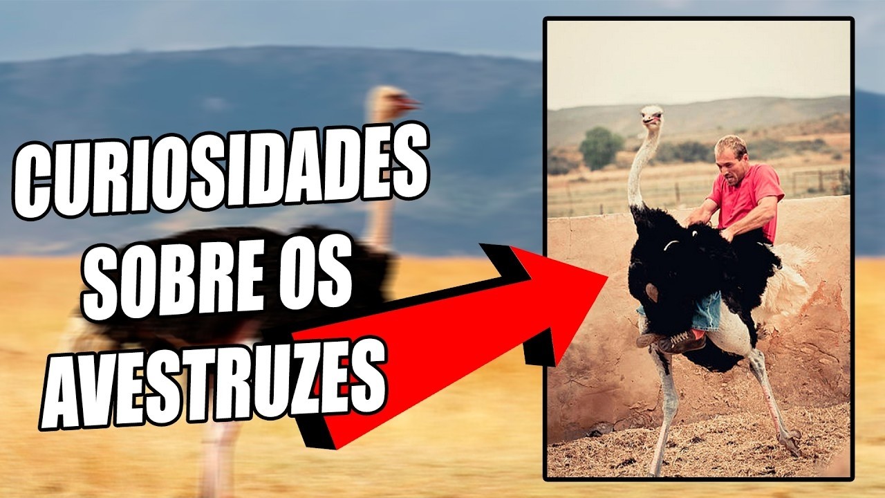 CURIOSIDADES ZIKAS SOBRE OS AVESTRUZES