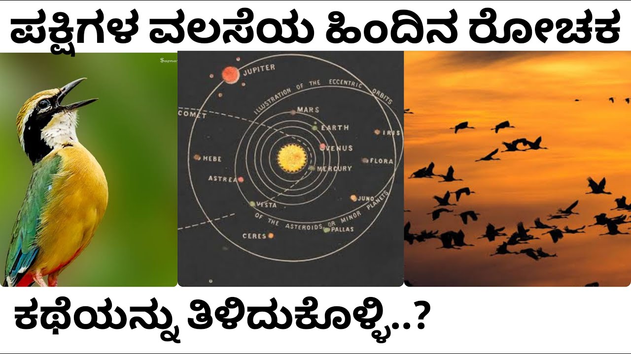 Story of migratory birds explained in kannada| Indian pitta|