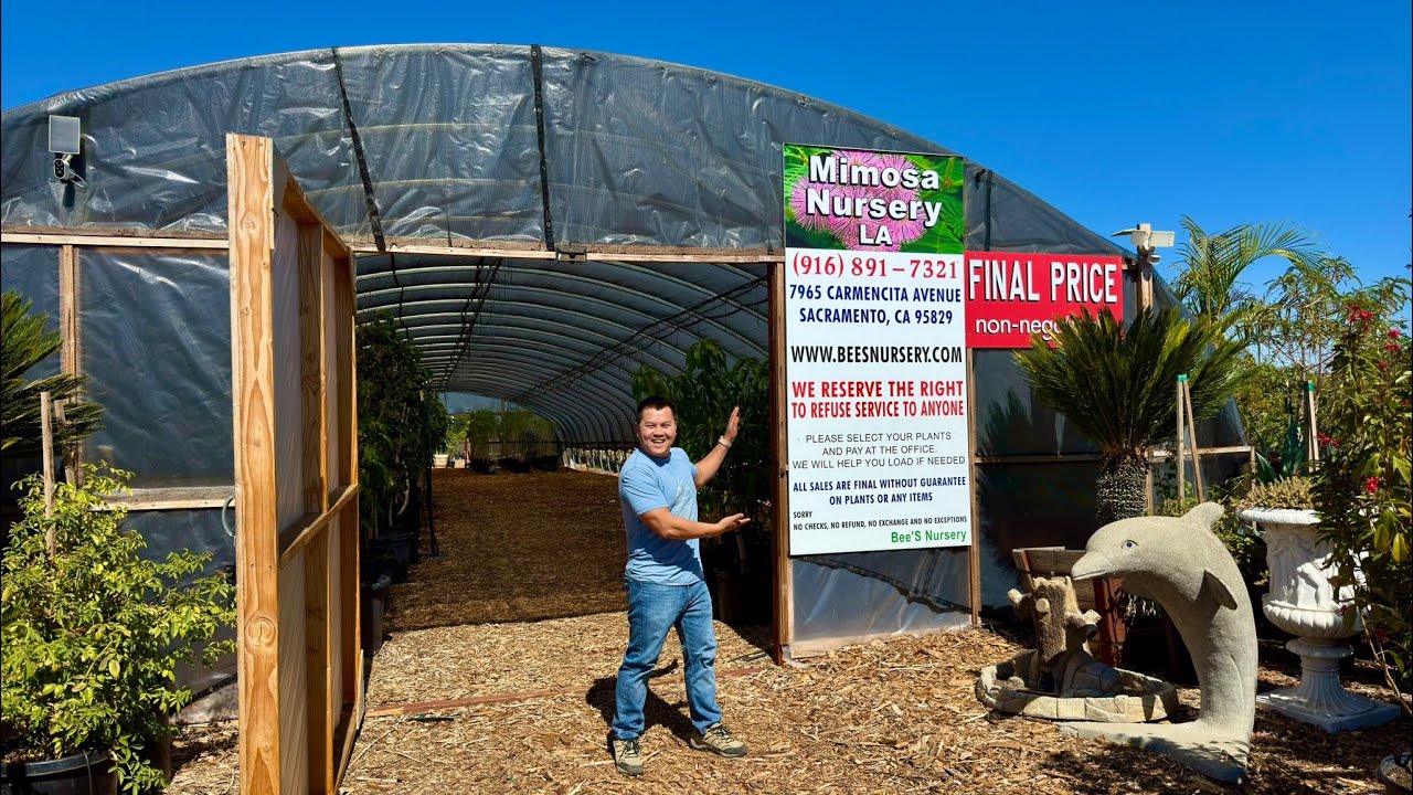 Mimosa Nursery in Northern California - Sacramento!