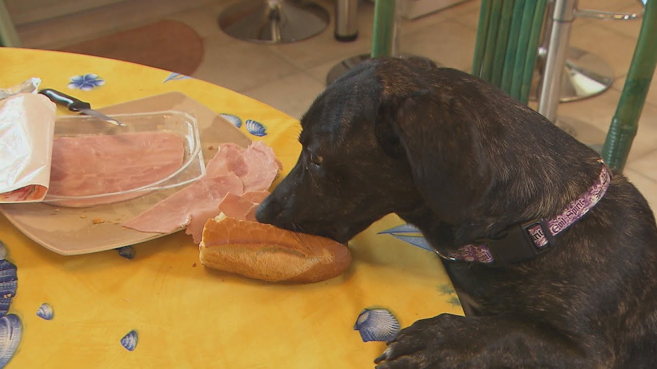 Mon chien vole tout : les conseils du spécialiste