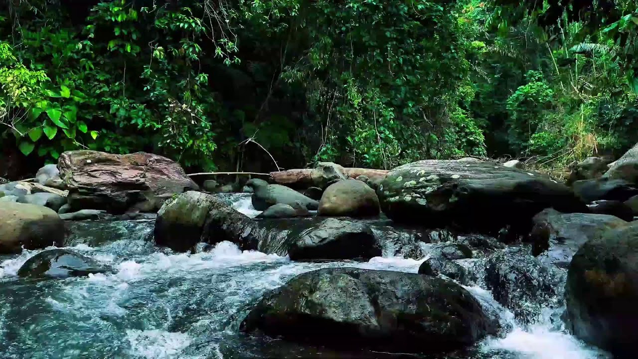 Jungle Stream Rushing Through Stones – Real River Sound for Sleep & Focus