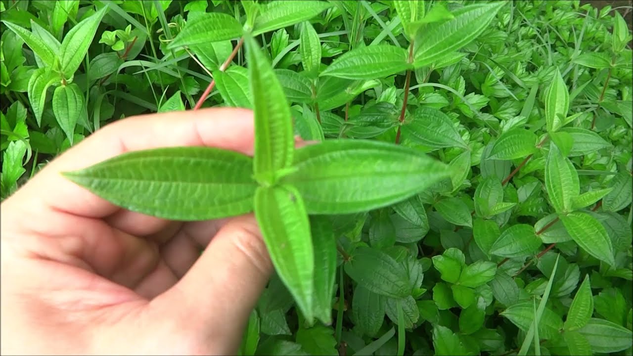 World's Most Underutilized Vegetables no. 2 - Gonostegia hirta