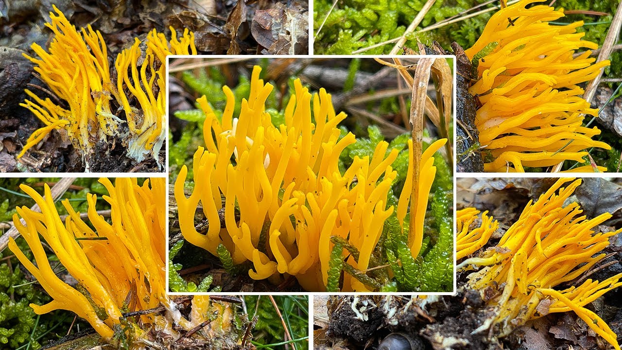 Klebriger H&ouml;rnling Verwechslung | Ziegenbart, Zwergerlfeuer, Calocera viscosa | Pilzportrait