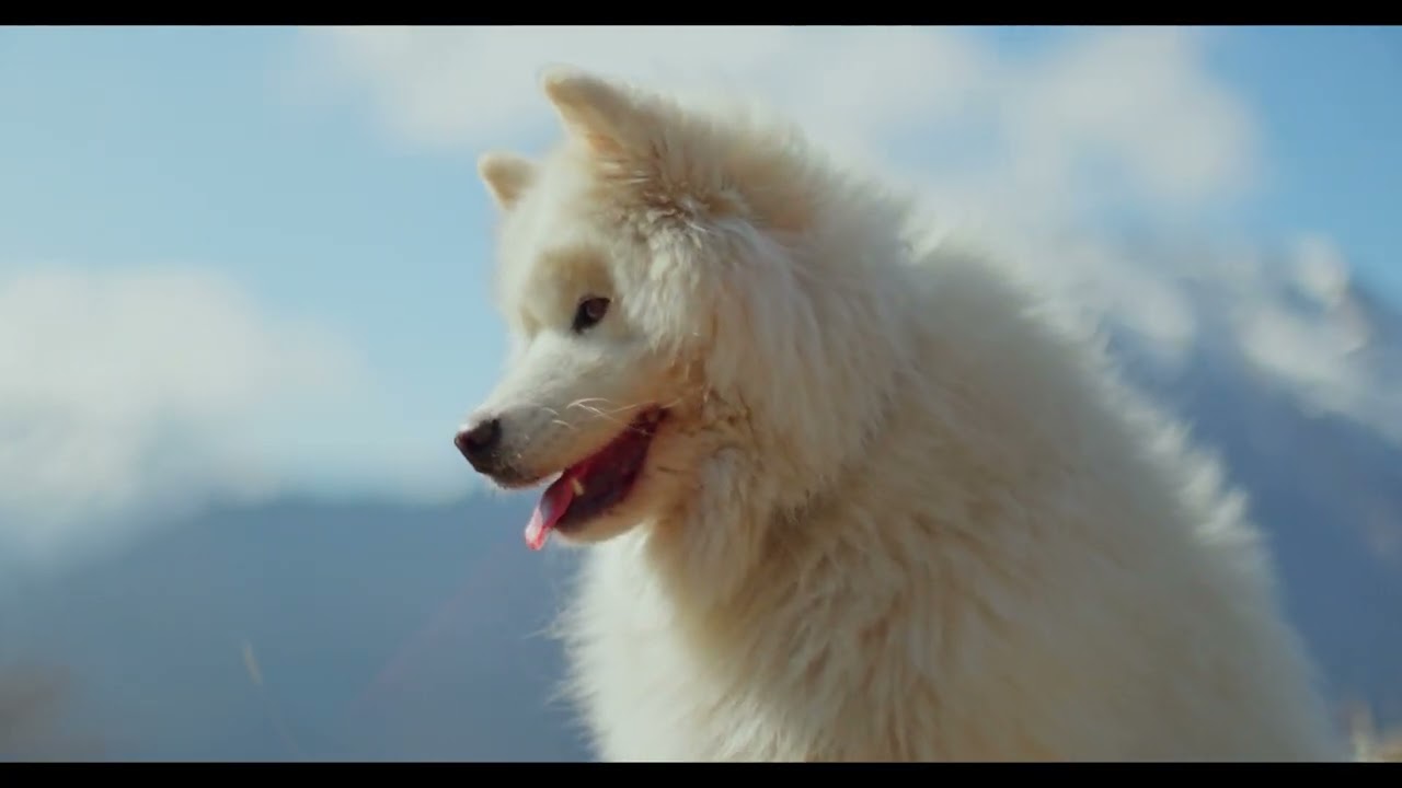 Night music with a sleeping puppy│Puppy Calm Lab