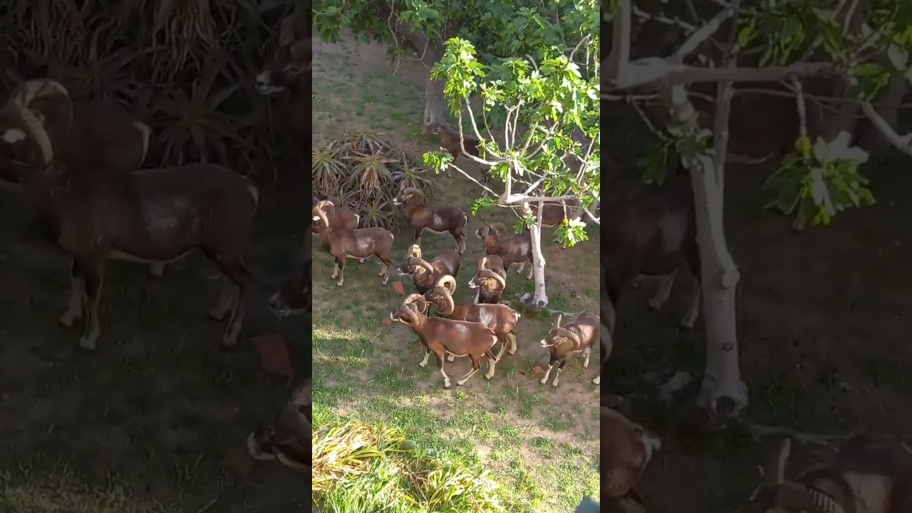 Videonotizia: mufloni in giardino a Marciana Marina