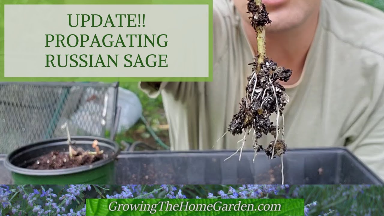 Russian Sage Propagation Update (We Have Roots)