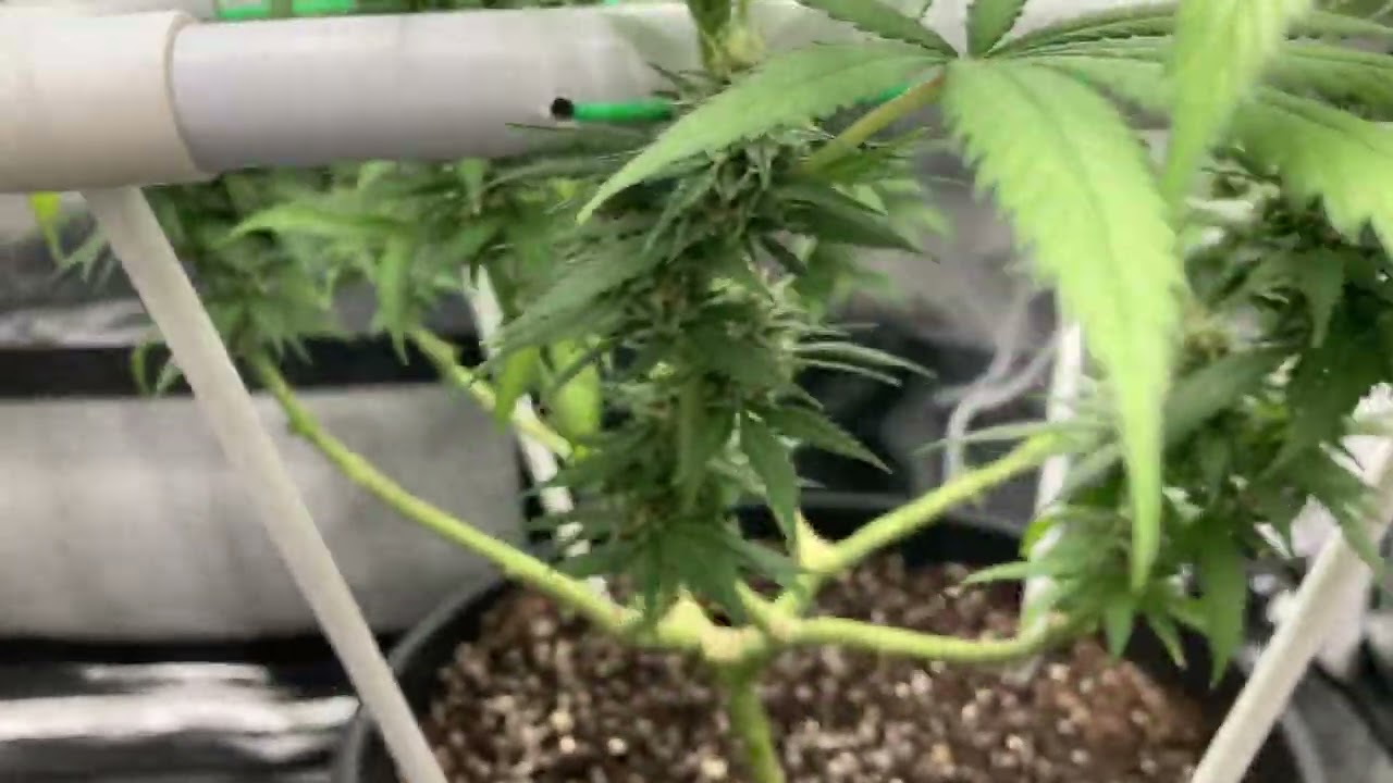 The Pot Scrog in a grow tent