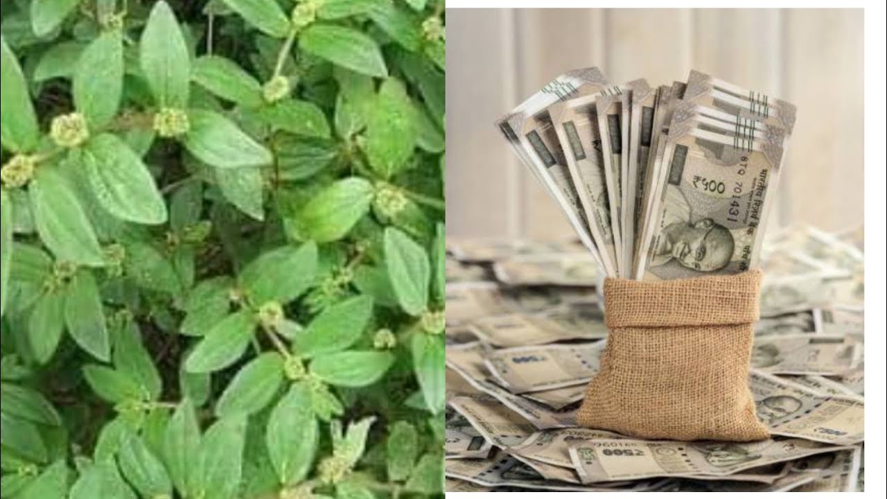 The leaf 🍀 of double favor and double good luck ewe Emile powerful for good luck