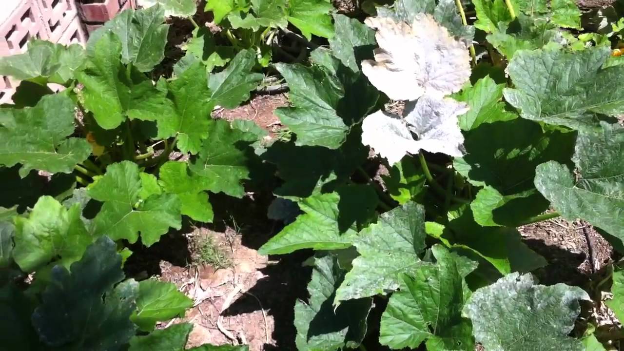 Zucchini Pruning 2
