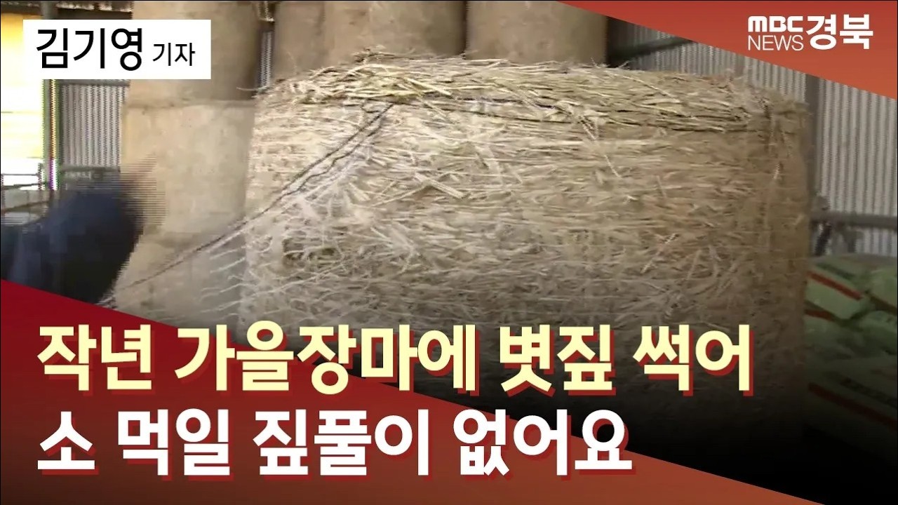 데스크R]작년 가을장마에 볏짚 썪어..