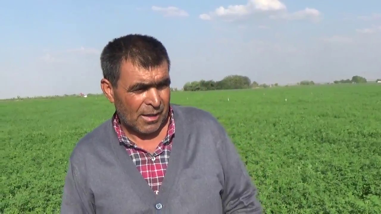Konya Karapınar - Yonca Biçme Makinasının Biçemediği Bozuk Yonca Tarlasını Düzeltme