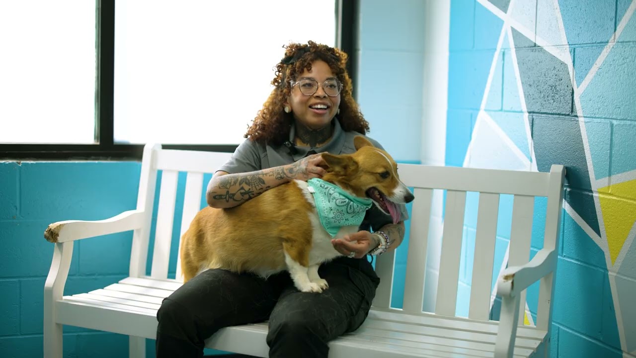 Working With Team Henry: Animal Care & Control