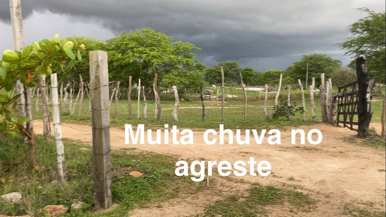 Muita chuva no agreste, fiz geleia de morango 