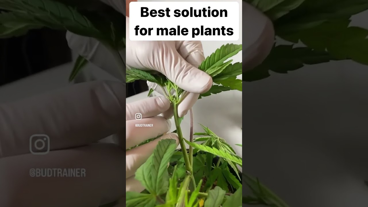 Have you tried this method with Male Plants? #growyourown