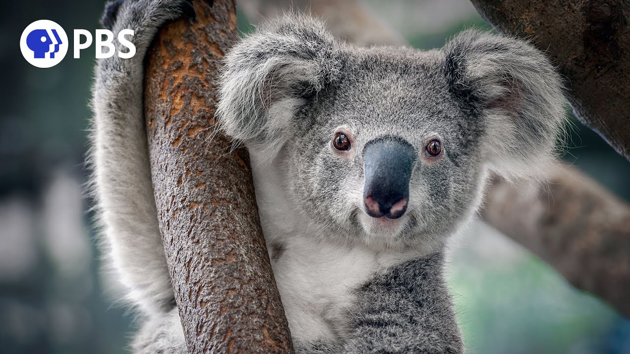The Secret Nightlife of Koalas