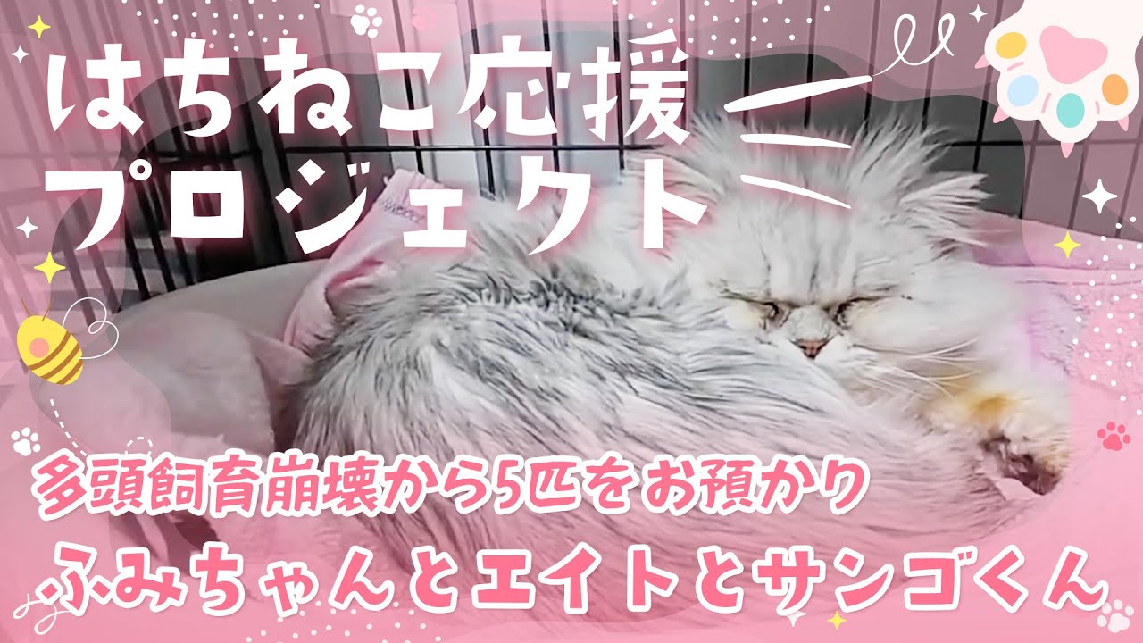 ふみちゃん・エイトくん・サンゴくん