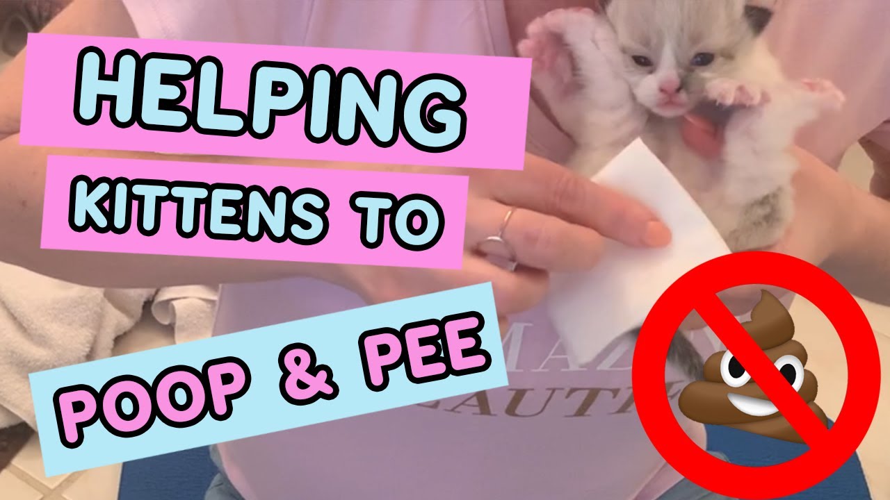 How To Help Baby Kittens Pee and Poop / Ragdoll Kittens / Ragdoll Cat / Animal Cuteness Overload