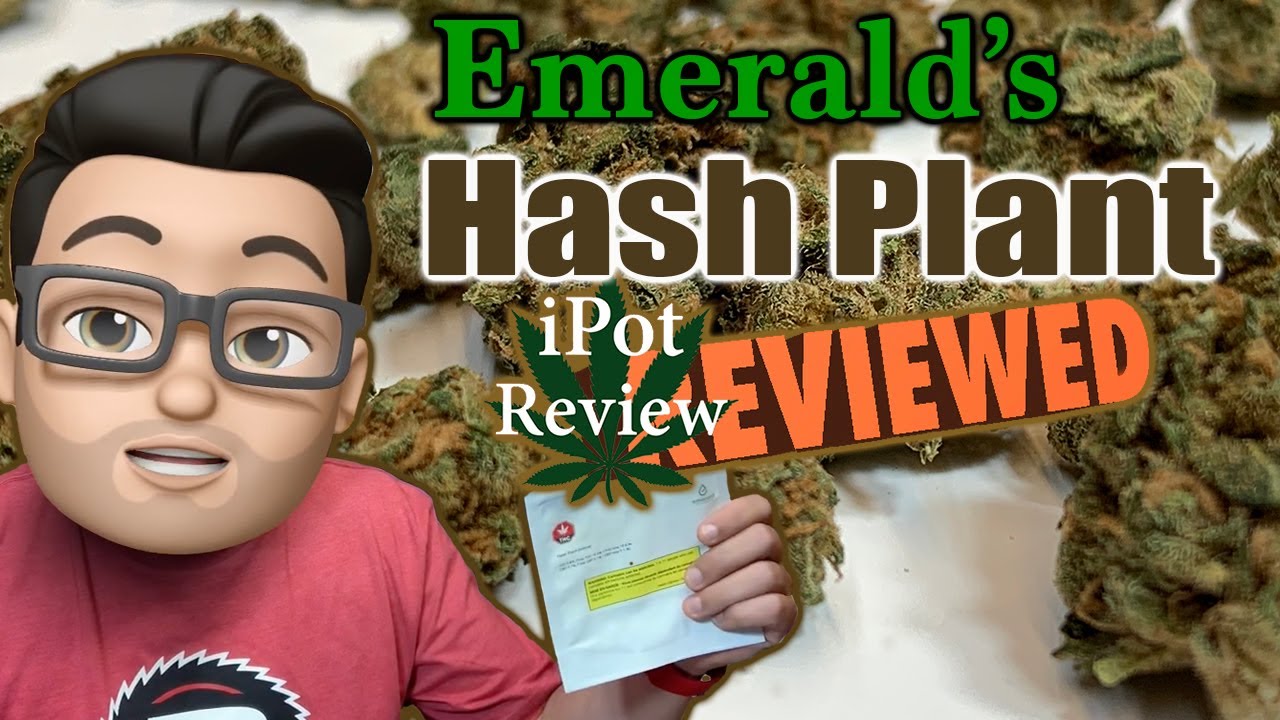 HASH PLANT BY EMERALD REVIEWED!! | iPot Review