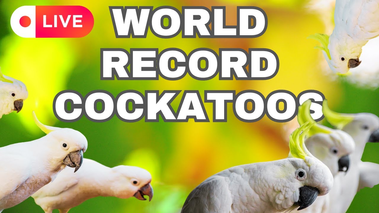 Cockatoo WORLD RECORD Attempt | Birds & Co of Australia is LIVE!