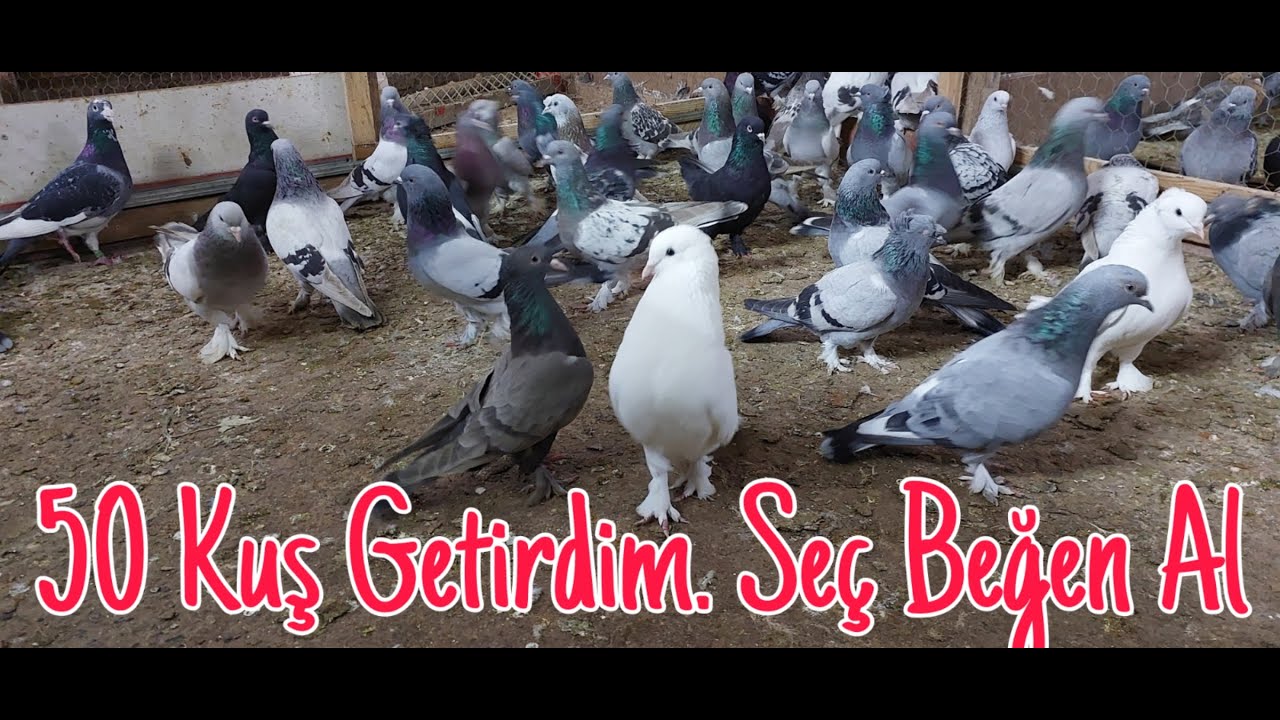 50 Yeni Taklacı. Seç Beğen Al. Tane 500.