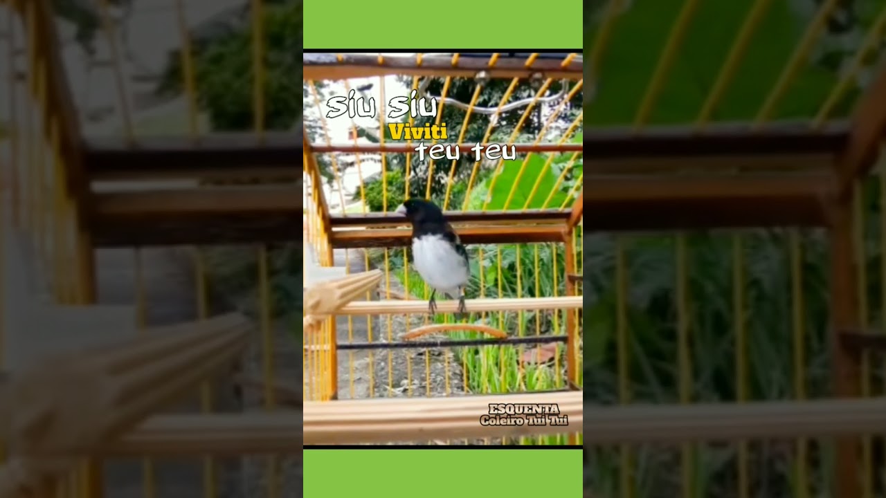 PAPA CAPIM siu siu viviti TEL TEL