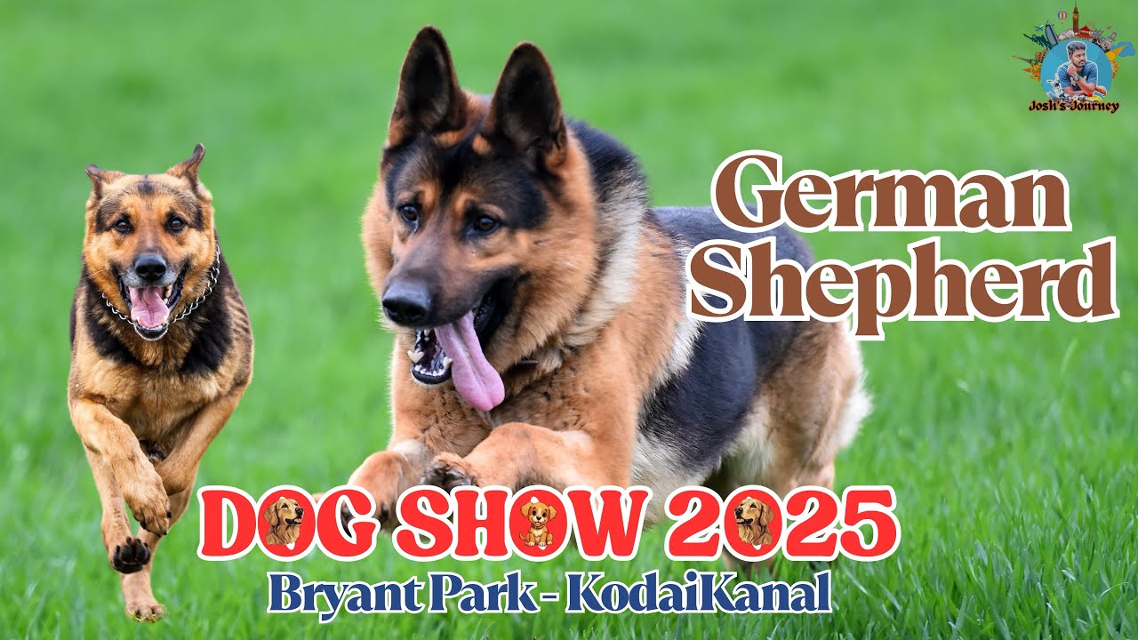 German Shepherd #shortsvideo #trendingnow #viralvideo #youtubeshorts  #dogshow2025 #germanshepherd