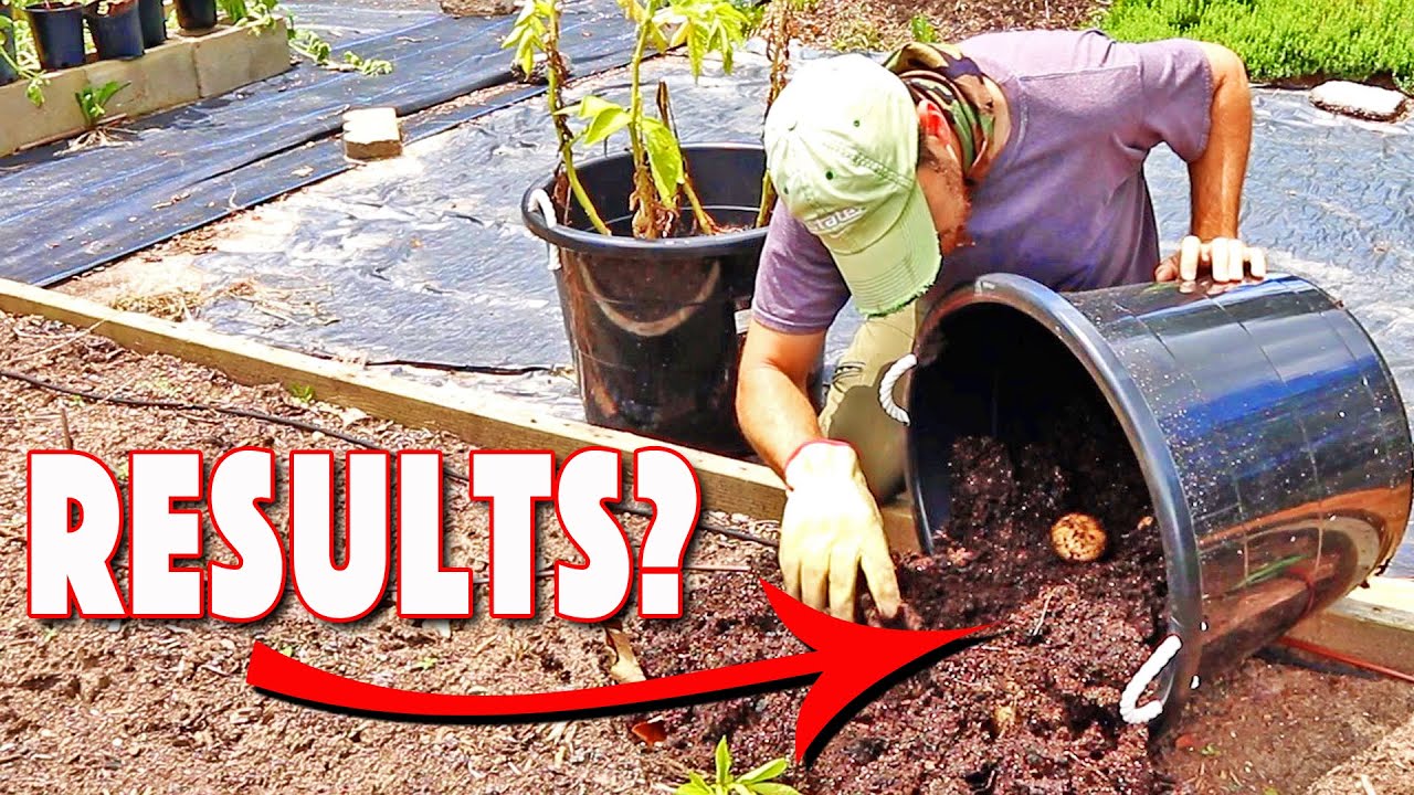 Container Potato Harvest! How Does It Compare With Planting In The Ground?