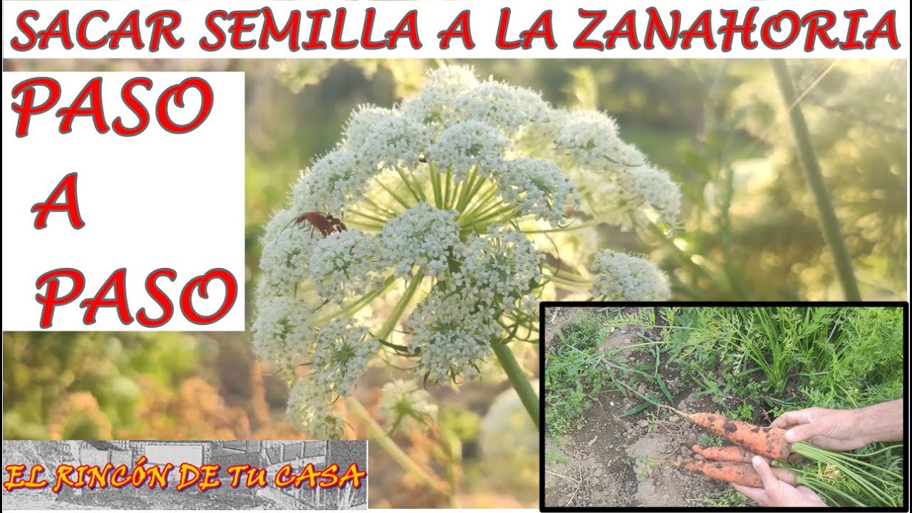como SACAR la SEMILLA a la  ZANAHORIA
