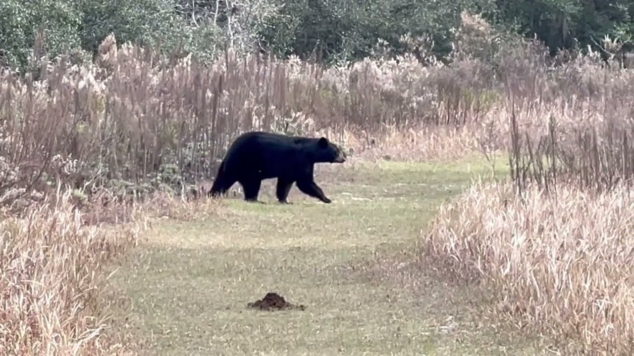 Deer and Black Bear Up Close on the Trail