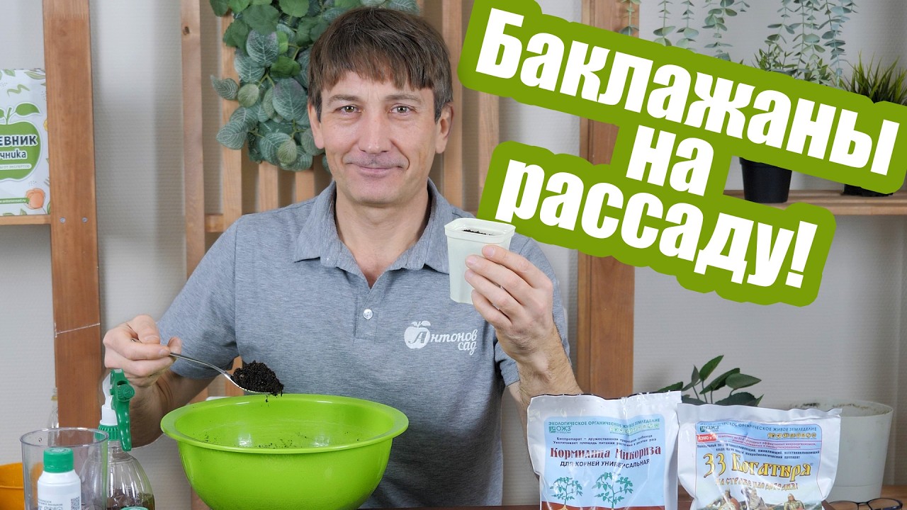 Как и когда сеять БАКЛАЖАНЫ НА РАССАДУ
