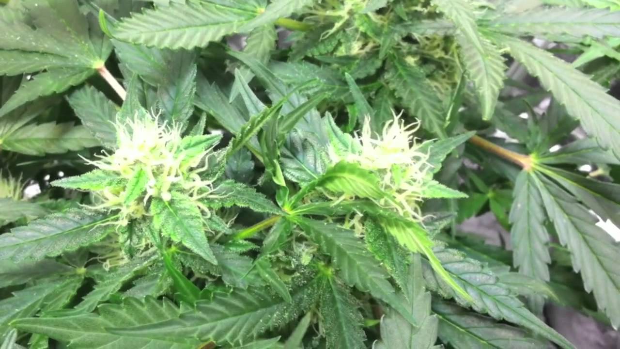 Autoflower Marijuana under LEDs (3 Autoflower Cannabis, under LED grow lights)