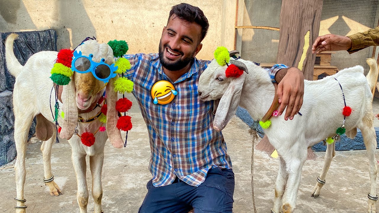 Dono Bakre Sajah Dey 🥳