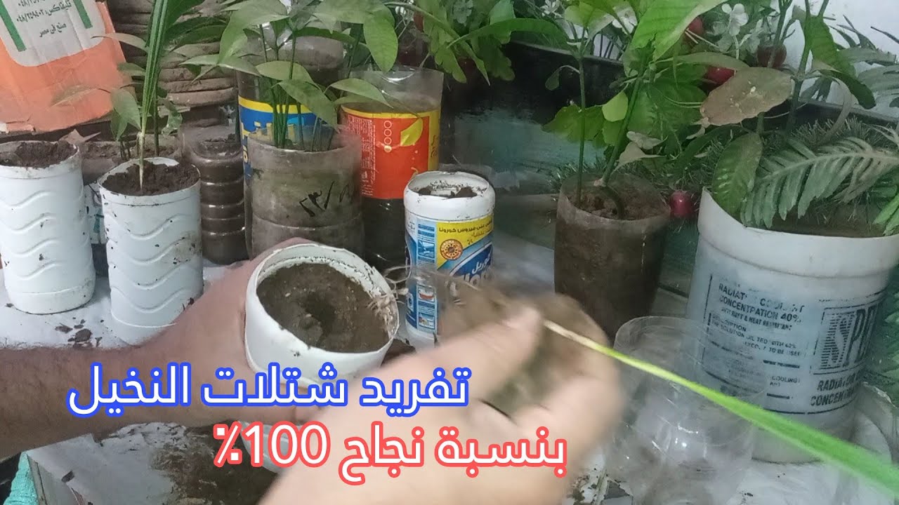 طريقة تفريد شتلات النخيل  من الالف الى الياء