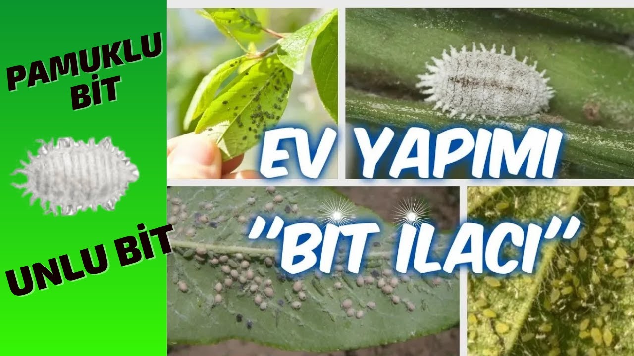UNLU ve KABUKLU BİT - BEYAZ KELEBEK ve GÜL BİTLERİ İÇİN ''EV YAPIMI'' ORGANİK İLAÇ TARİFİ💯
