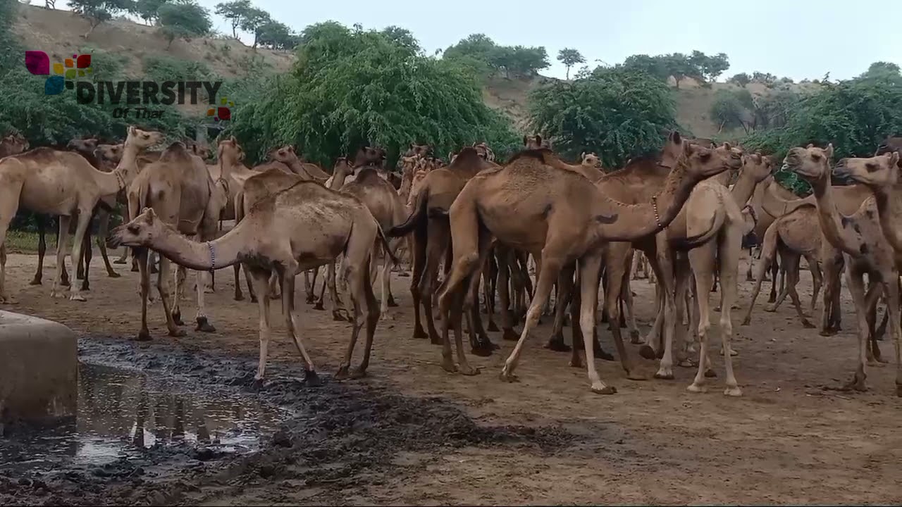 Desert camel group || Camels Meeting Time || Camels beauty of desert || Camel herd