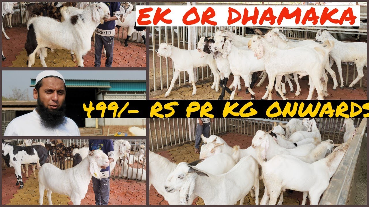 499/- Rs Ps Kg Onward Ek Or Dhamaka Mh Goat Farm Ka Gulabi Sojat Or Colourfull Gujri Pr kalyan