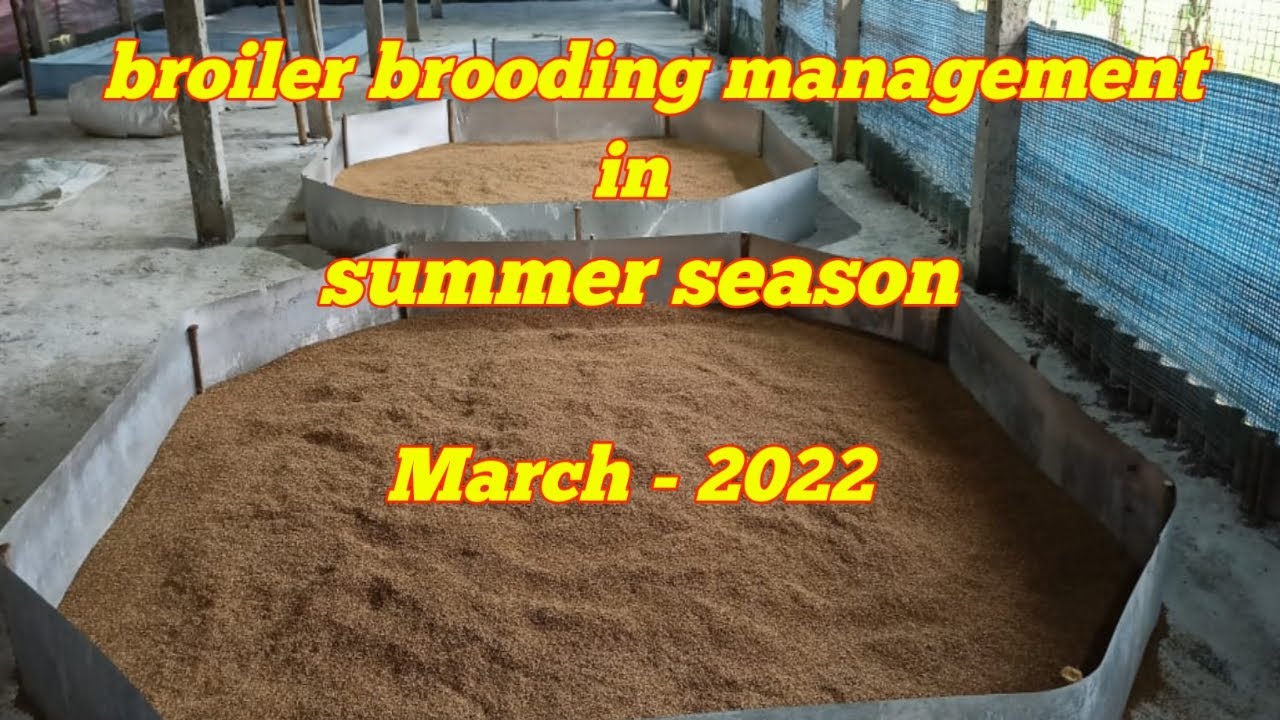 Broiler brooding management in summer season,