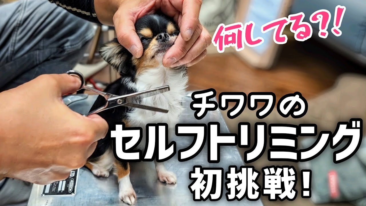 【セルフトリミング】ロングコートチワワのセルフカットに初挑戦！