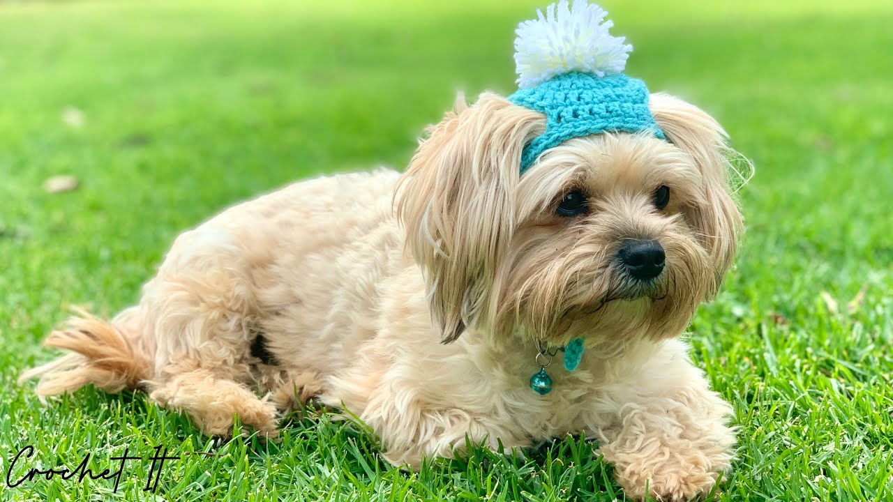 Crochet a dog winter beanie hat | Small | 8cm between the 2 ears | Full tutorial